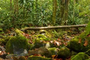 Hike through Masoala National Park