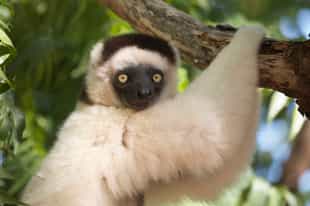 Hike through Berenty Reserve