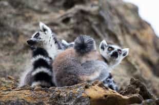 Spot ring-tailed lemurs in Isalo National Park