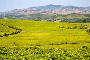 Visit Sahambavy plantation in Fianarantsoa