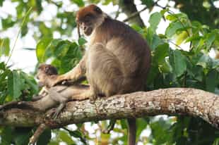 Walk through Bigodi Wetland Sanctuary in Kibale