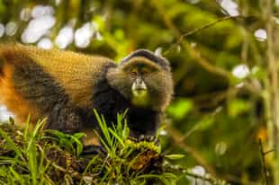 Spot golden monkeys in Mgahinga National Park