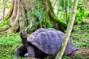 Meet giant tortoises of the Santa Cruz Highlands