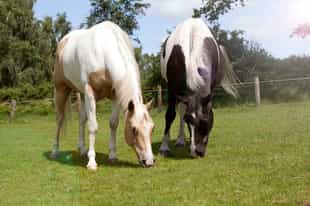 Ride through the Guayaquil fields on horseback