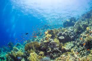 Go to the depths of Giftun Island in a submarine