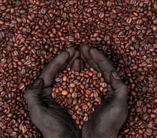 Learn about the origin of coffee in Guayaquil