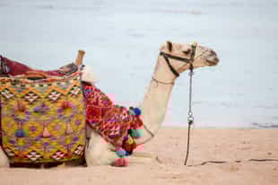 Go on a camel safari in Sharm El Sheikh desert