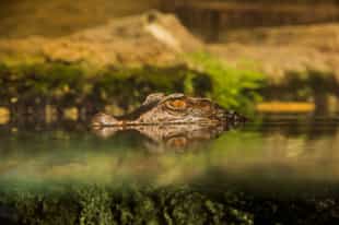 Visit the alligator sanctuary in Guayaquil