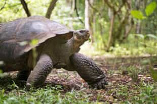 Visit the famous giant tortoises on San Cristobal