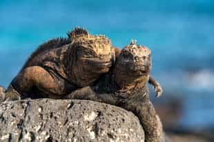See marine and land Iguanas at San Cristobal 