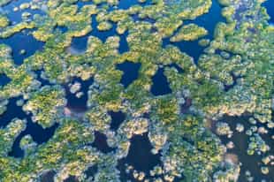 Explore the Wetlands of Isabela Island