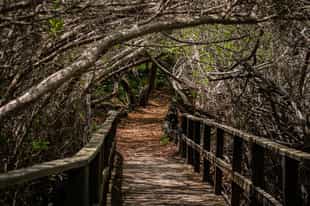 Hike along the trails of isabela Island