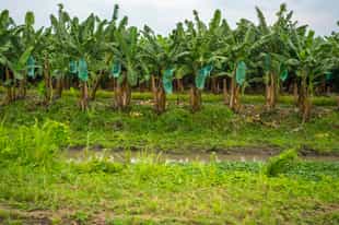 Experience a traditional farm tour with locals