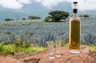 Visit the Casa Agave Museum in Quito