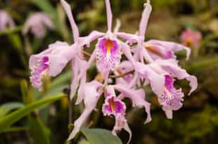 Visit the Botanical Gardens of Quito
