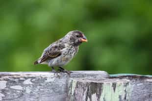 Spot Darwin's famous finches in San Cristobal