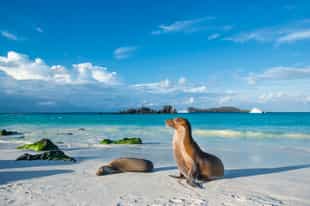 Swim with sea lions at Isla Española