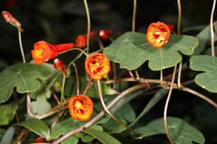 Learn the medicinal uses of rainforest plants
