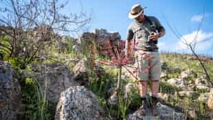 Discover Mossel Bay's diverse floral kingdom