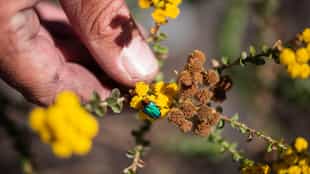 Discover the Klein Karoo's diverse floral Kingdom