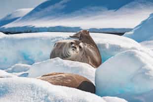 Spot several iconic seal species in Antarctica