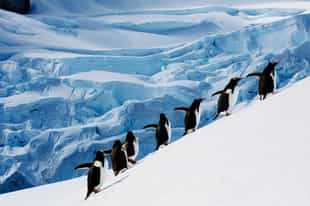 Be charmed by charismatic penguins in Antartica
