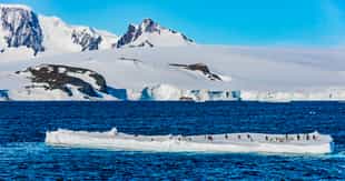Watch for Adelie Penguins in the Antarctic Sound