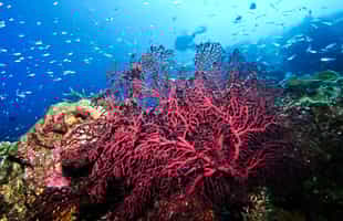 Scuba dive among the coral reefs in Msambweni 