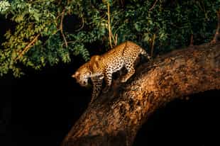 Spot wildlife on a night game drive in Lewa Downs
