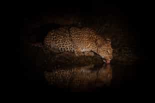 Spot wildlife on a night game drive in Tsavo