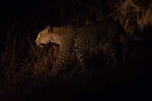 Spot wildlife on a night game drive in Madikwe