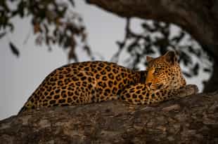 Spot wildlife on a night game drive in Phinda