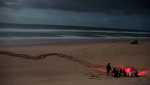 Search for nesting turtle tracks on the beach