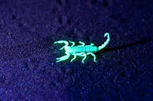 Spot scorpions on a night walk in Sossusvlei