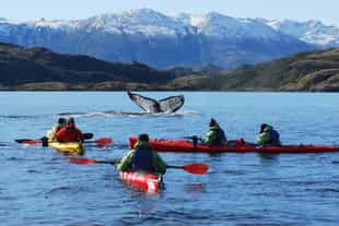 Kayak with whales in Francisco Coloane Marine Park