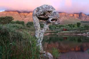 Visit Dylan Lewis Sculpture Garden, Stellenbosch