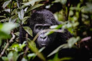Trek through Mgahinga to find mountain Gorillas
