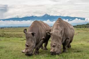See the last two northern white rhinos in Laikipia