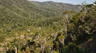 Explore the wilderness of the Maromizaha Reserve