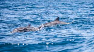 Spot dolphins on a Mafia Island marine safari