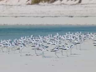 Spot diverse migratory birds in Mafia Island