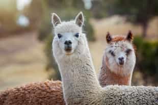 Meet the alpacas at a Chilean farm in Elqui