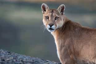 Search for puma and a variety of wildlife