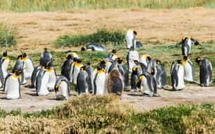 Visit the king penguin colony of Tierra del Fuego
