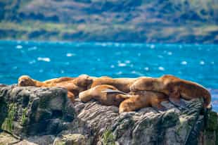 Spot native wildlife of Tierra del Fuego