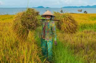 Learn about rice conservation with locals in Hue