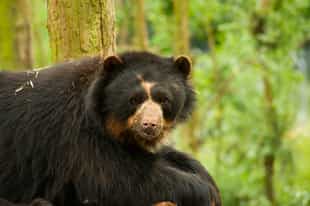See spectacled bears at Maquipucuna Reserve, Quito