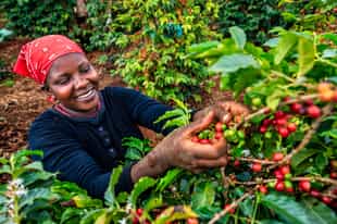 Take a tour of Karunguru Coffee Estate in Nairobi