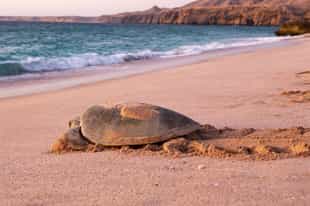 Visit the Ras AI Jinz Turtle Reserve in Sur