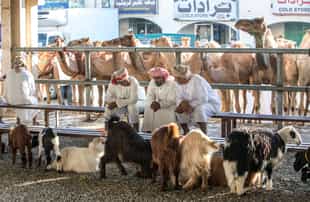 Visit the Sinaw livestock market in Wahiba Sands